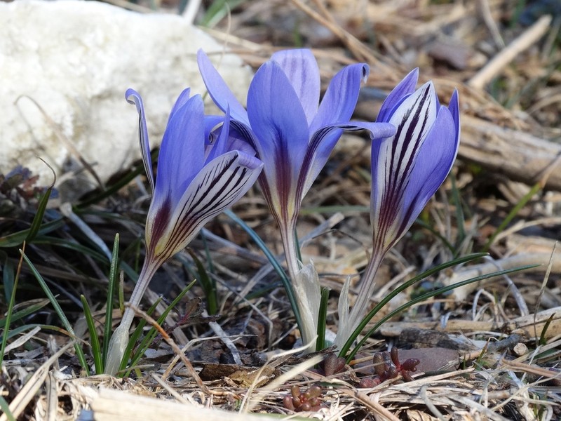 Crocus orphei