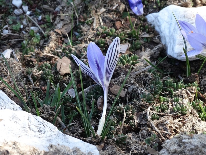 Crocus orphei photo 4