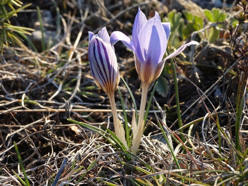 Crocus orphei photo 5