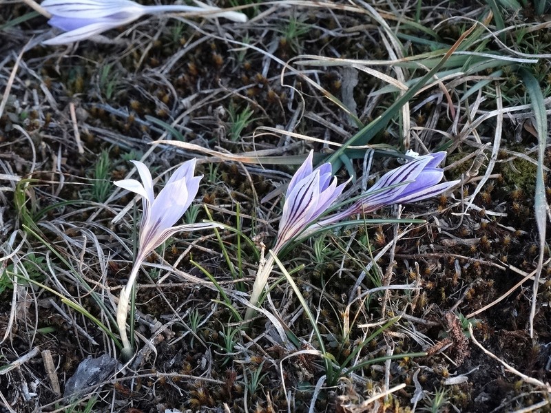 Crocus orphei photo 6