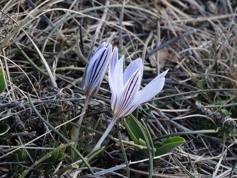 Crocus orphei photo 7