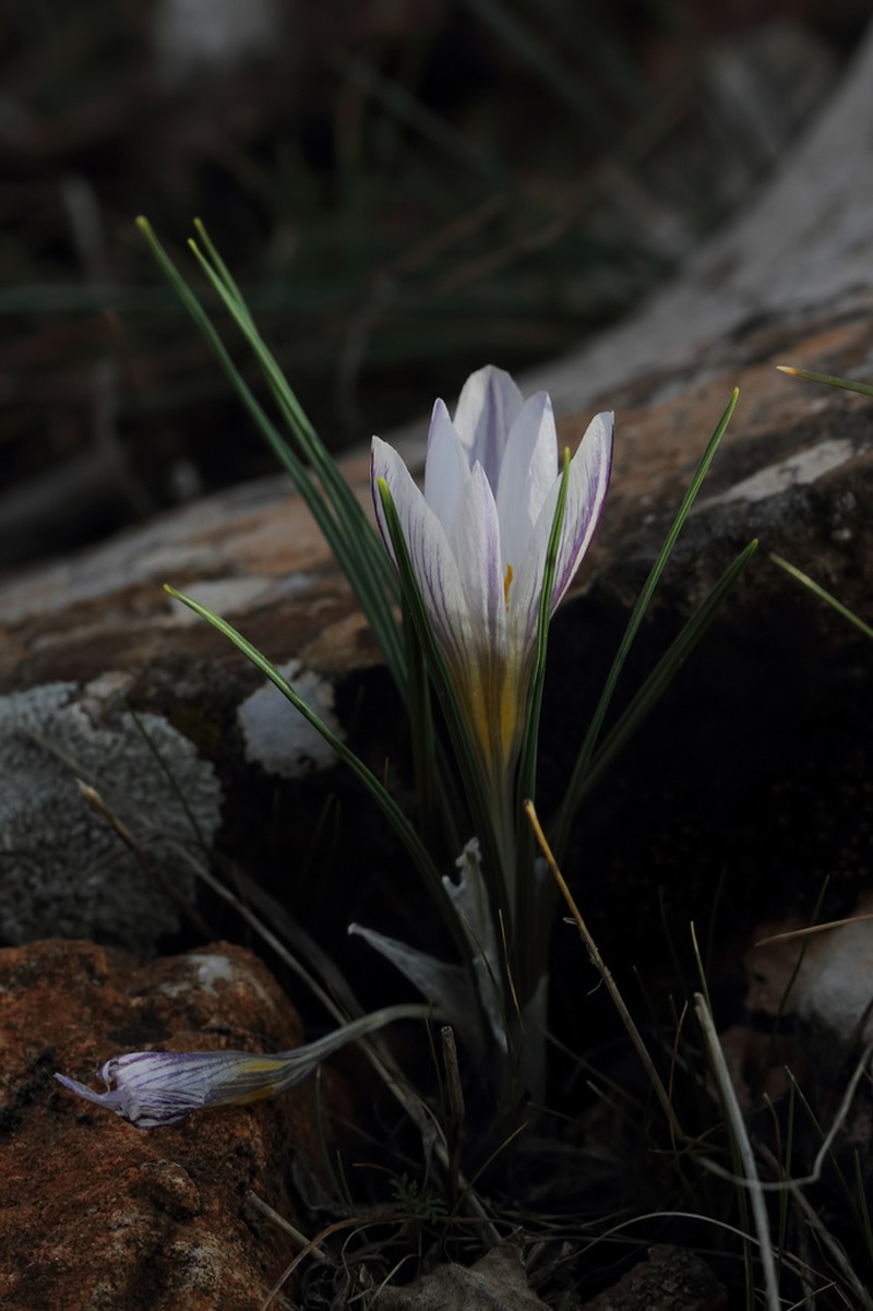 Crocus pseudonubigena photo 2