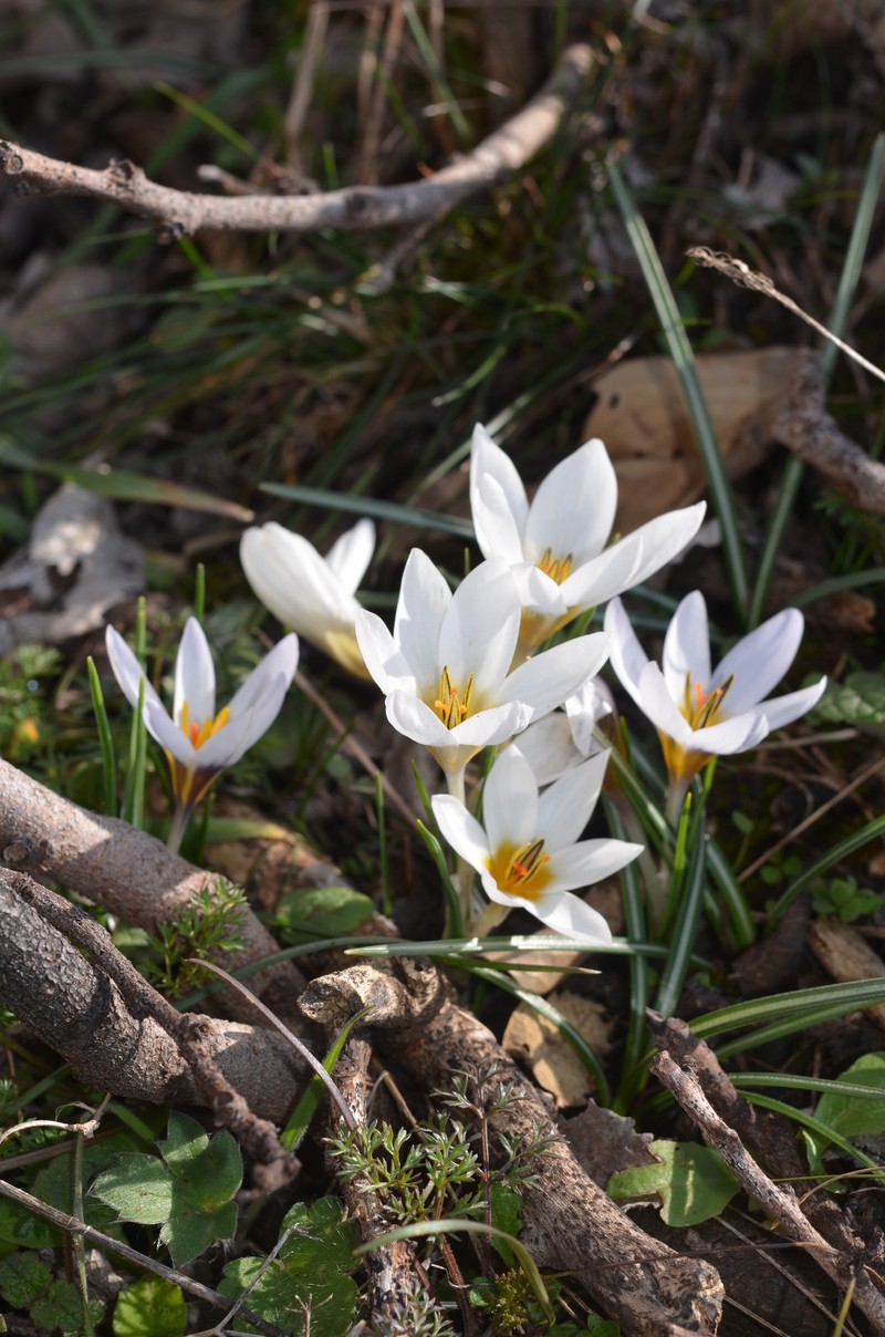 Crocus pseudonubigena photo 4