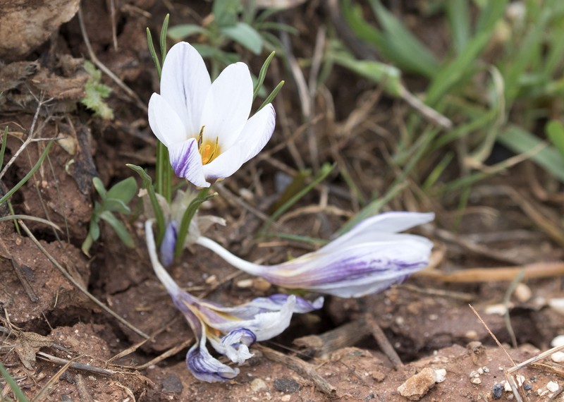 Crocus pseudonubigena