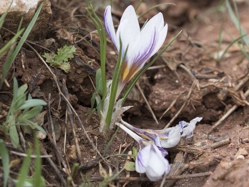 Crocus pseudonubigena photo 6