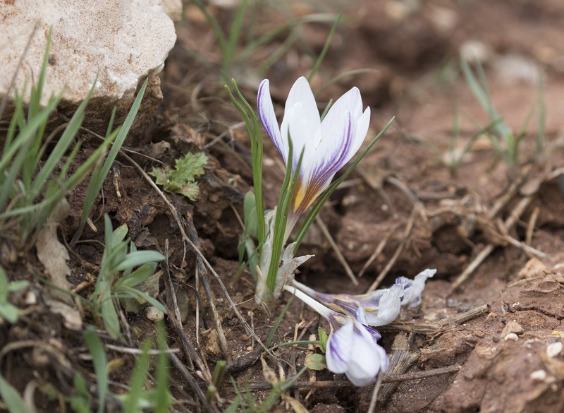 Crocus pseudonubigena photo 7