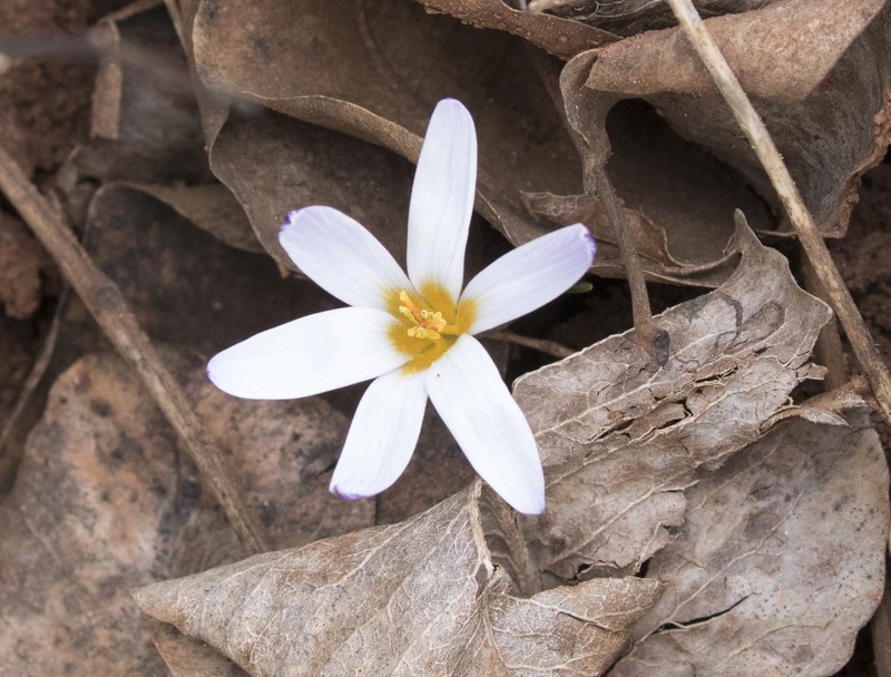 Crocus pseudonubigena photo 8