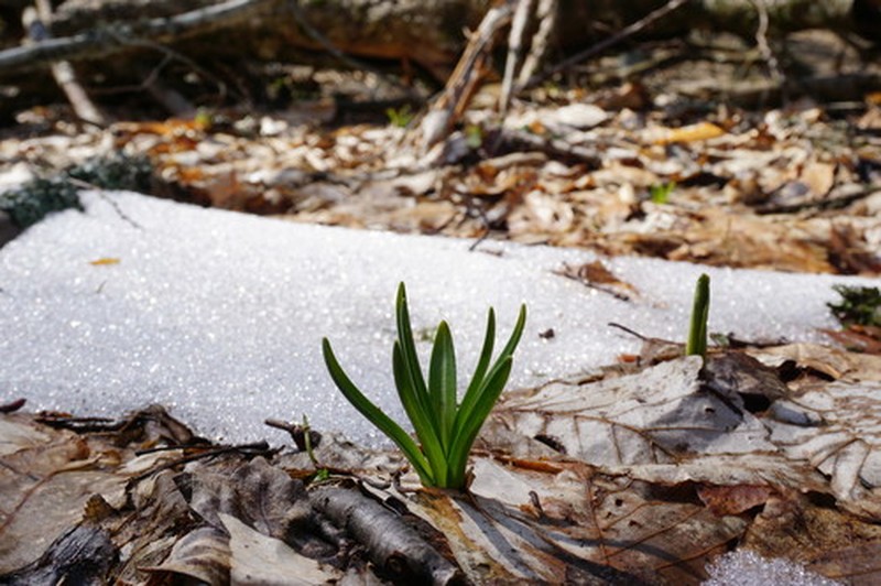 Crocus puringii photo 2
