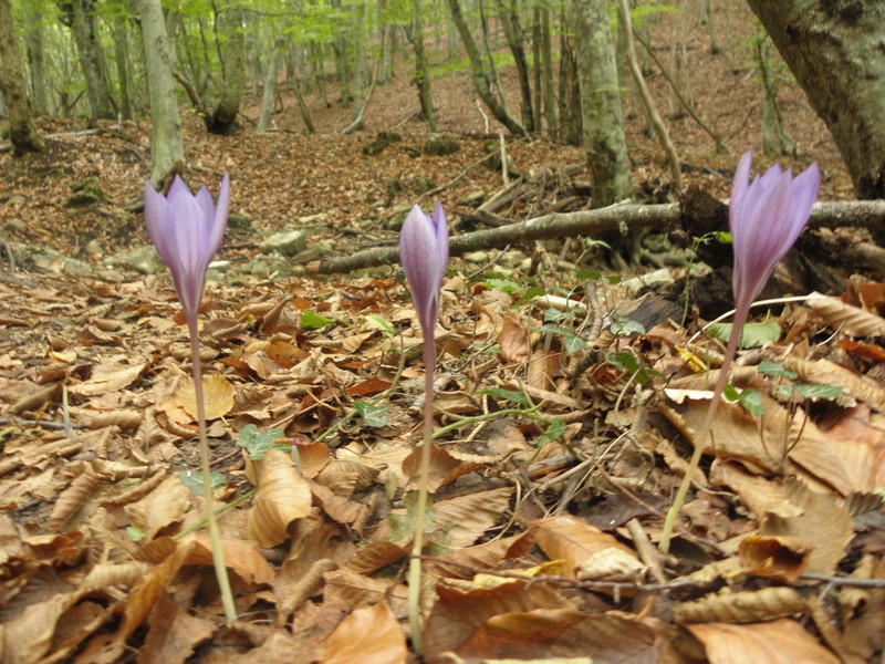 Crocus puringii photo 3