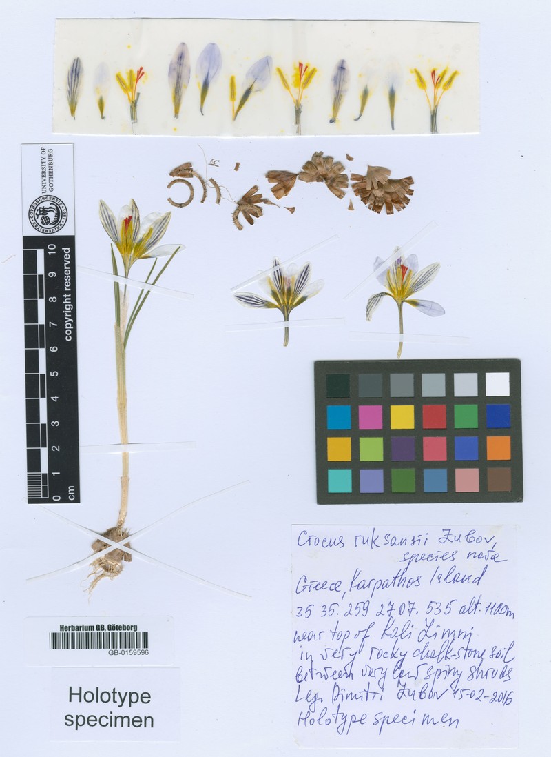 Crocus ruksansii
