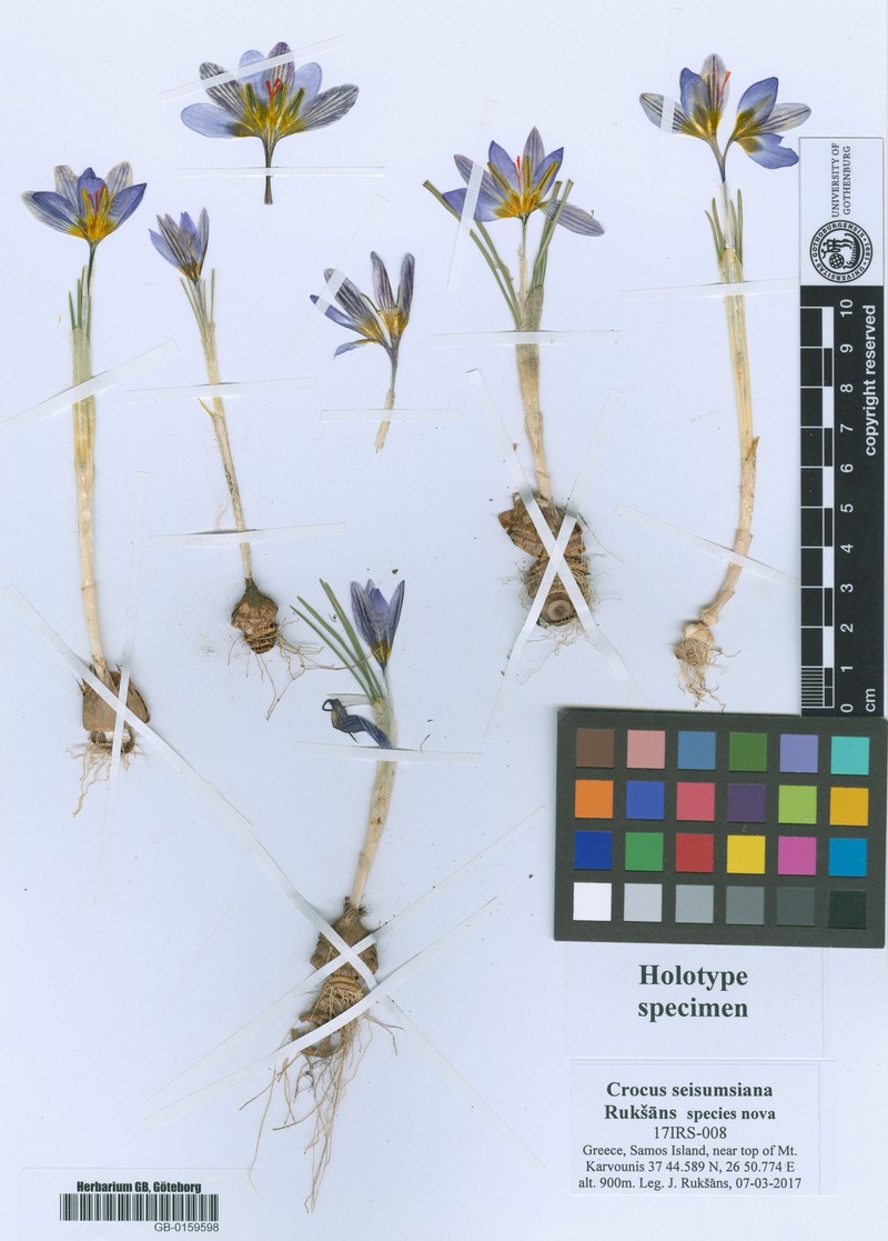 Crocus seisumsiana