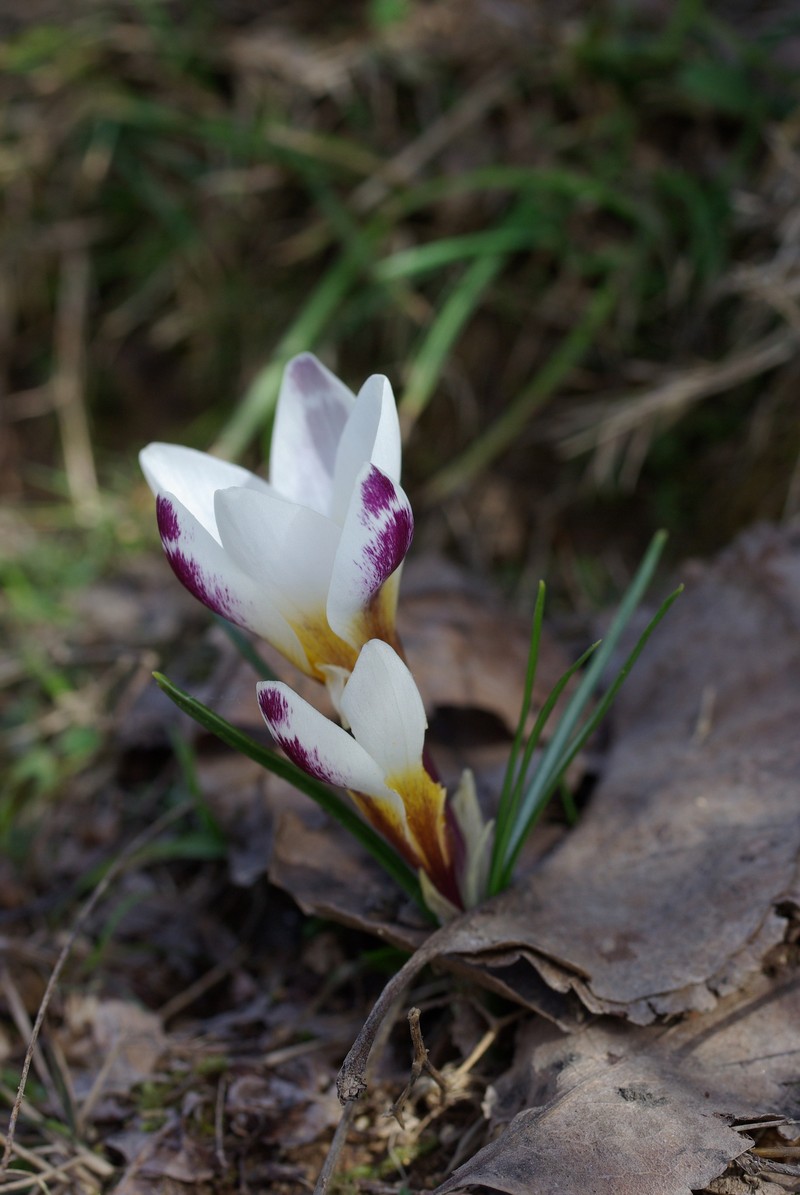 Sieber's Crocus photo 5