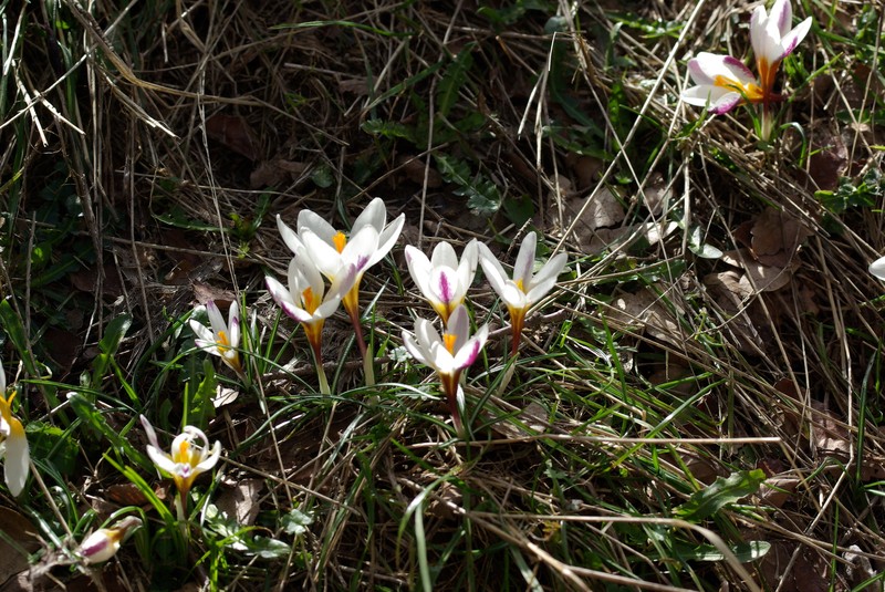 Sieber's Crocus photo 2