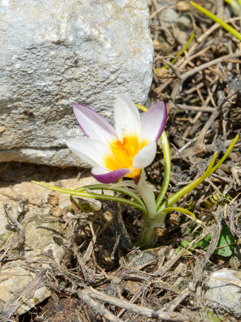 Sieber's Crocus photo 3