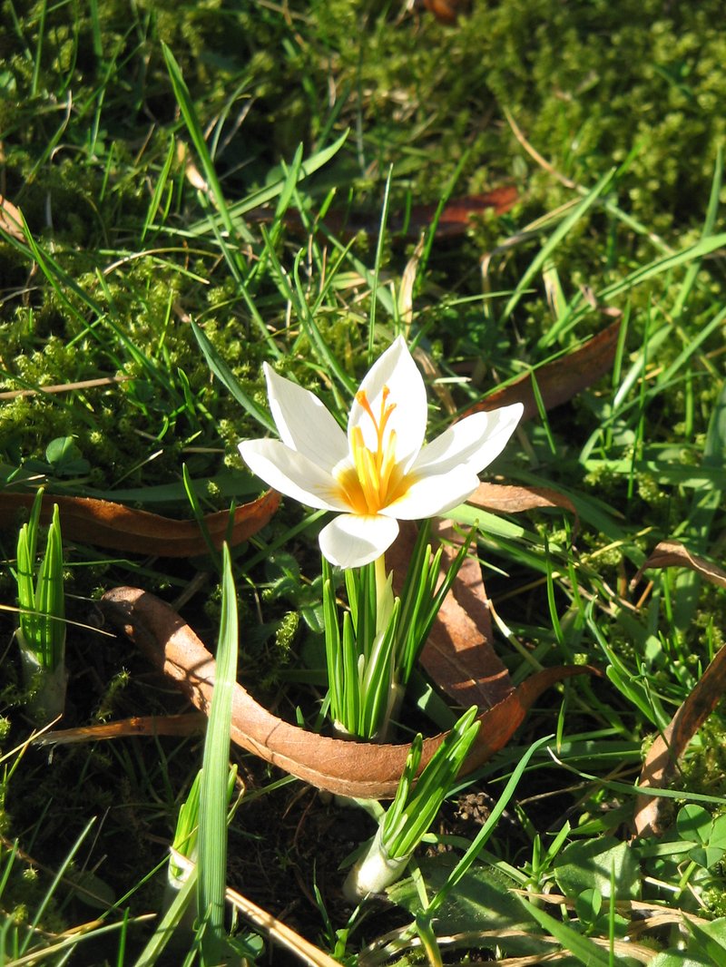 Sieber's Crocus photo 6