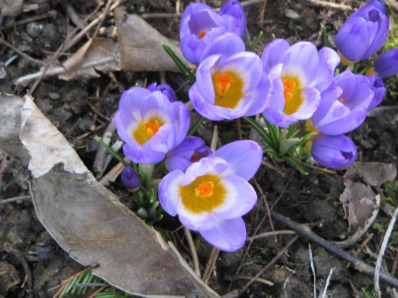 Sieber's Crocus