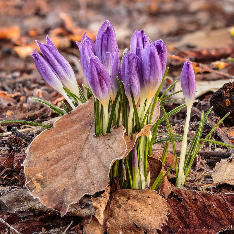 Woodland Crocus photo 5