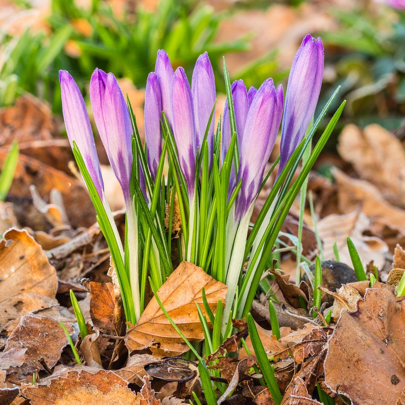 Woodland Crocus photo 2
