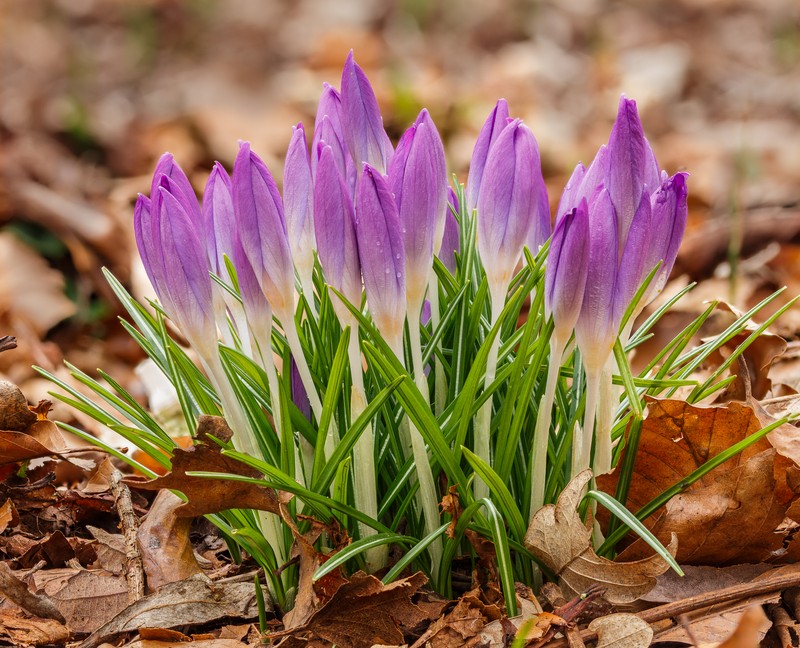 Woodland Crocus photo 3