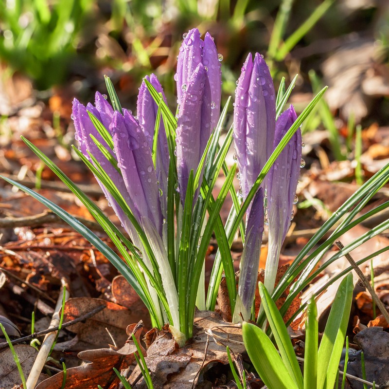 Woodland Crocus photo 4