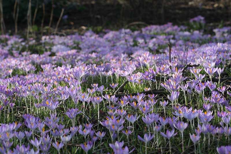 Woodland Crocus photo 6