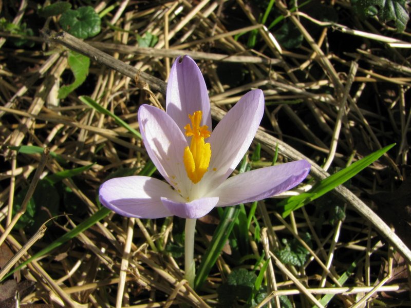Woodland Crocus