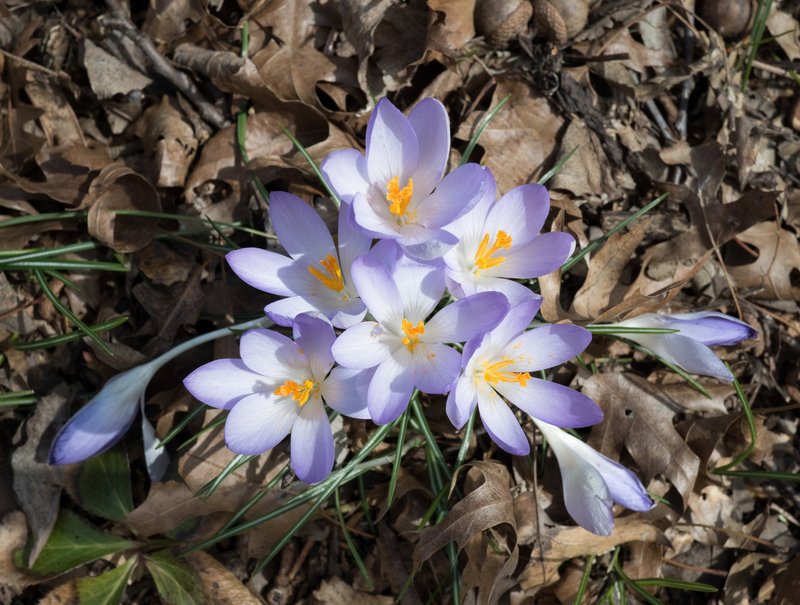 Woodland Crocus photo 7