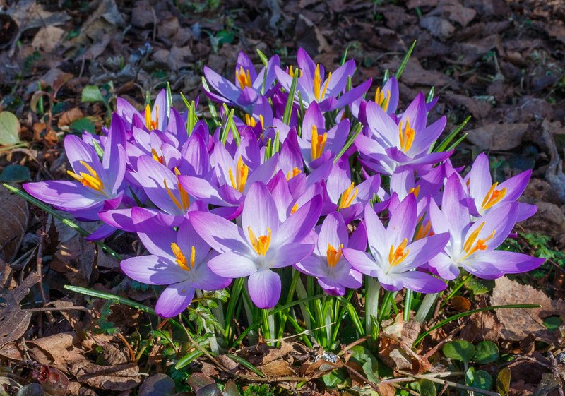 Woodland Crocus photo 8