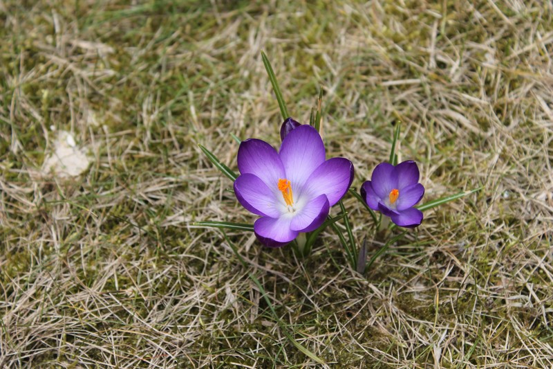 Dutch Crocus photo 5
