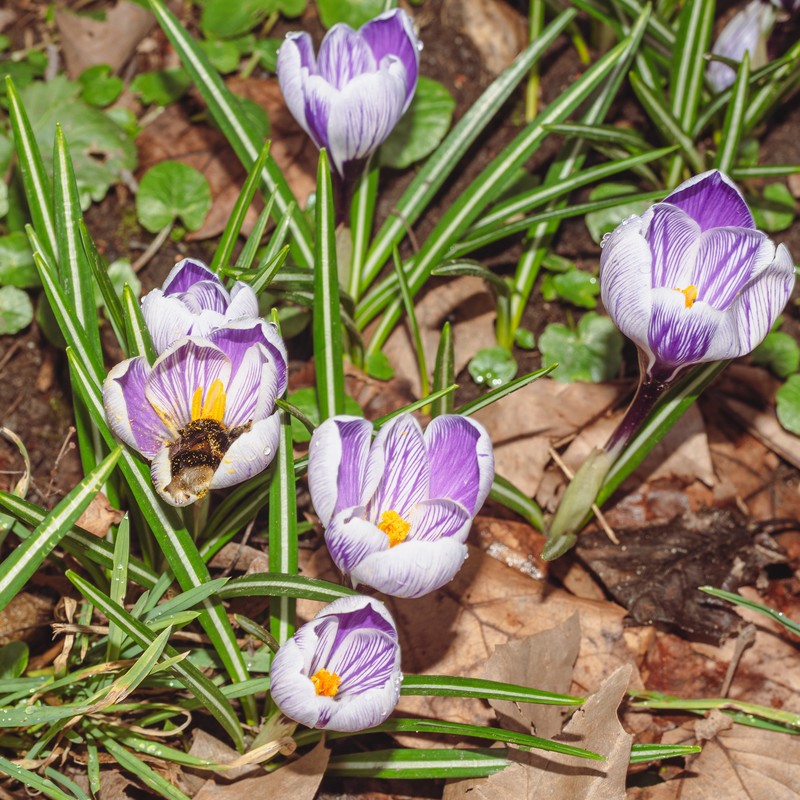 Dutch Crocus photo 2
