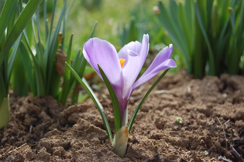 Dutch Crocus photo 3
