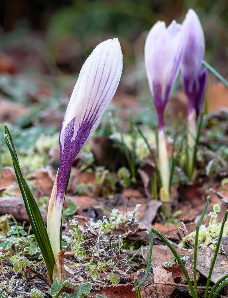 Dutch Crocus photo 4