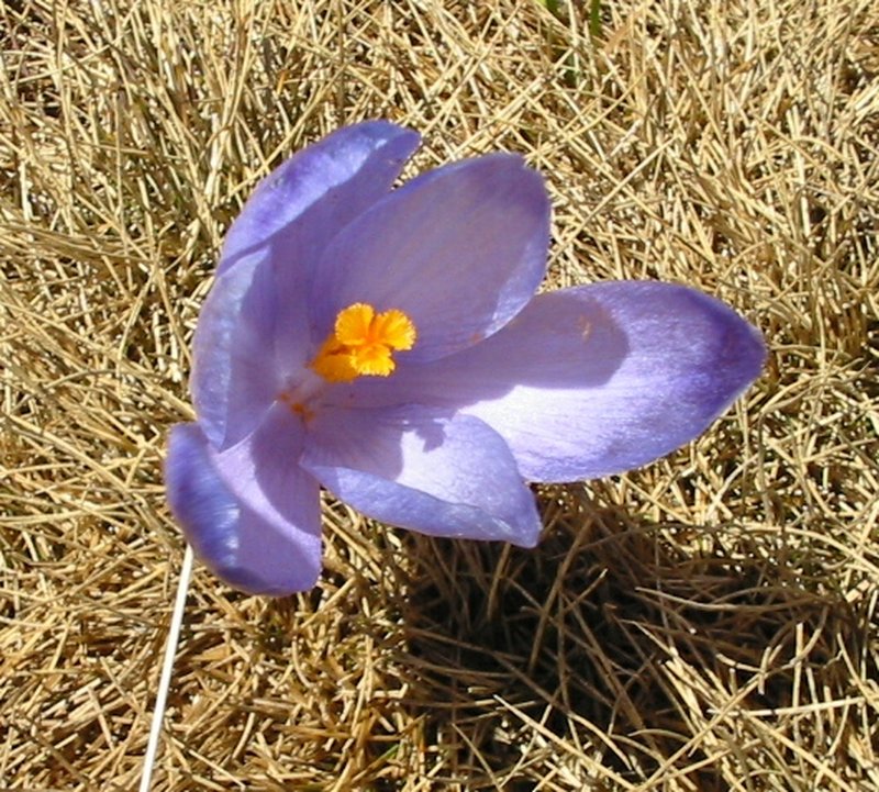 Dutch Crocus photo 6