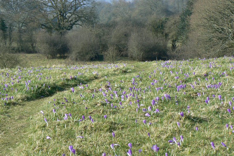Dutch Crocus photo 7