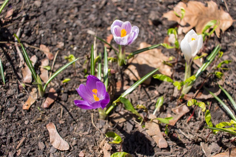 Dutch Crocus photo 8
