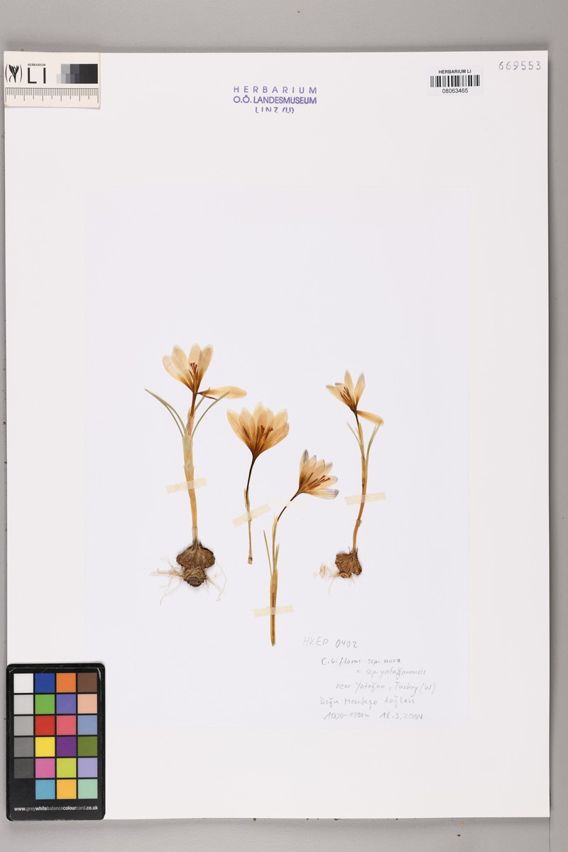 Crocus yataganensis