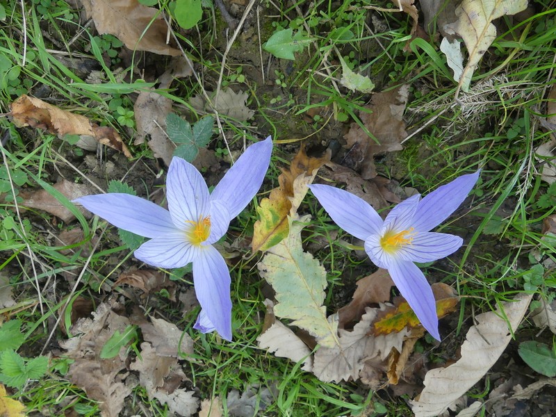 Crocus zubovii photo 2