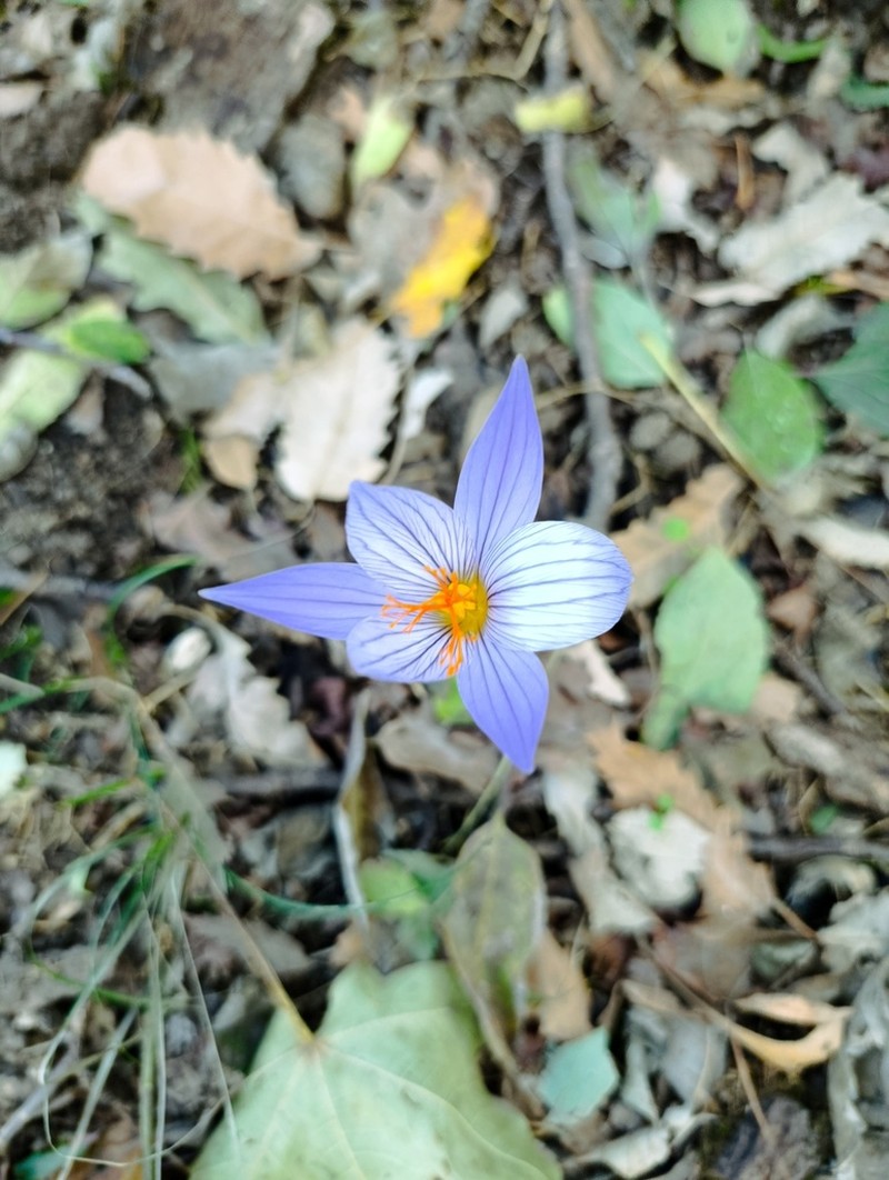 Crocus zubovii photo 3