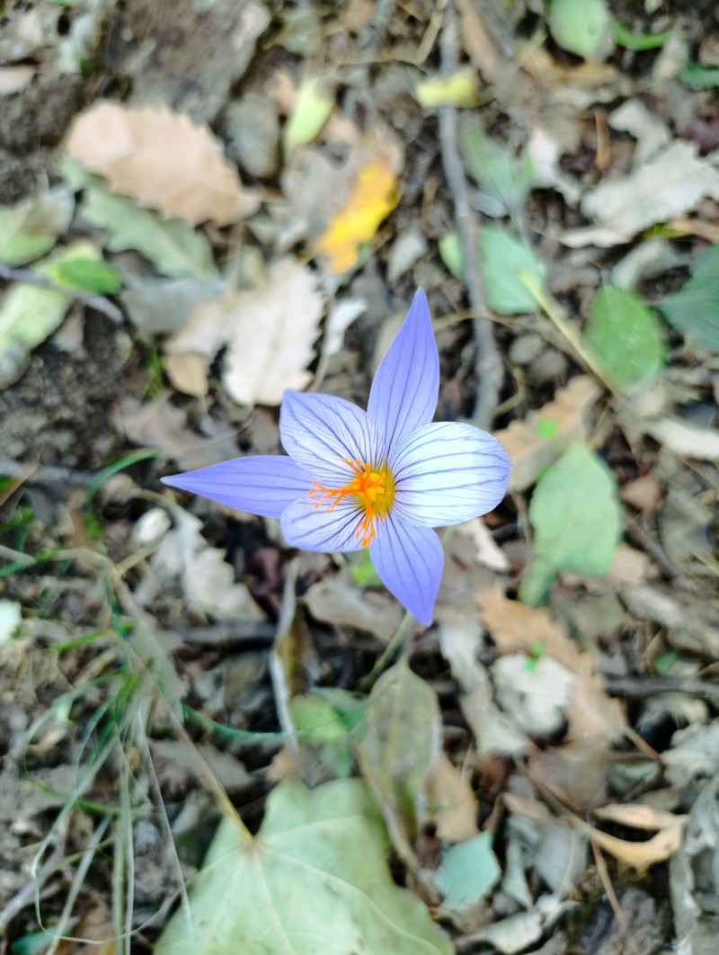 Crocus zubovii photo 5
