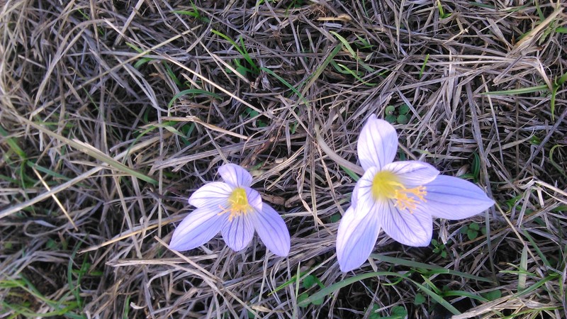 Crocus zubovii photo 6