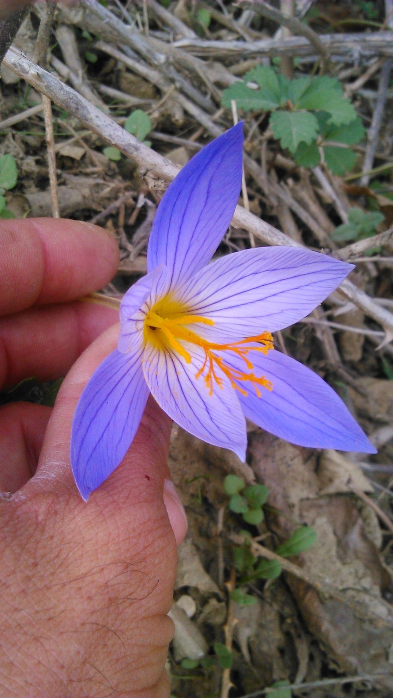 Crocus zubovii photo 7