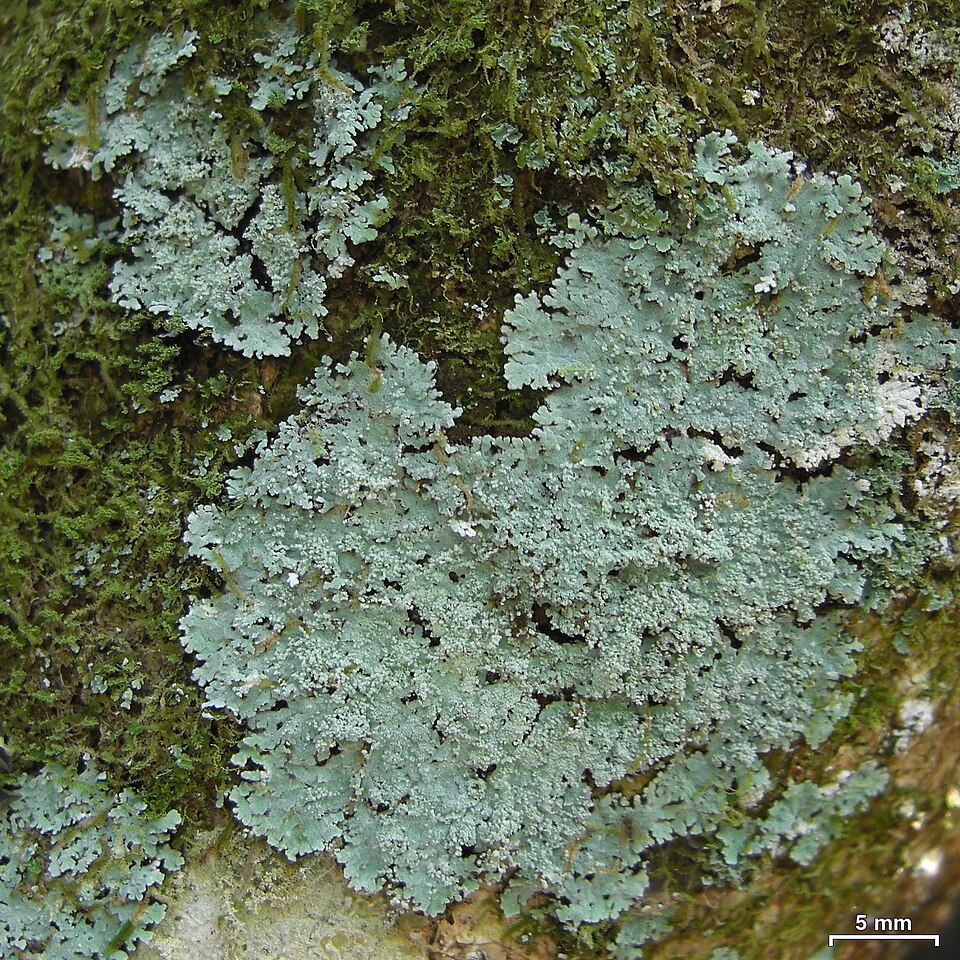 Crocynia Lichen
