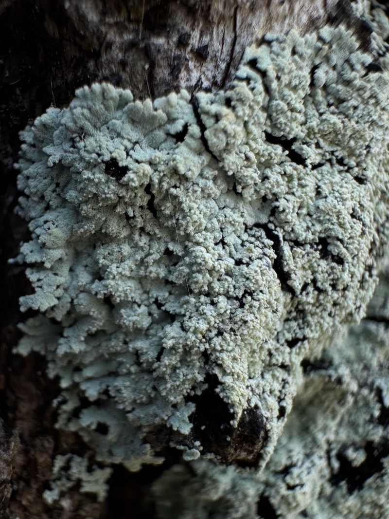 Crocynia Lichen photo 3
