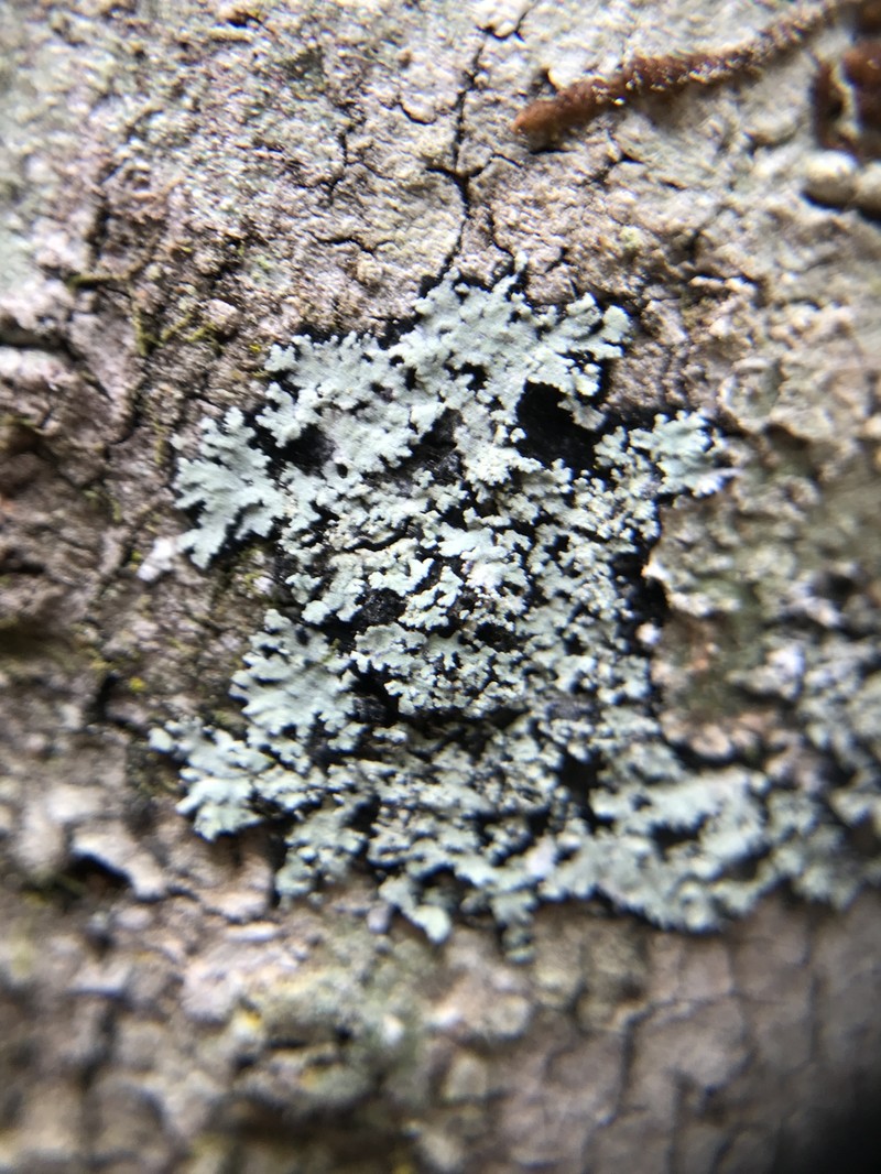 Crocynia Lichen photo 4