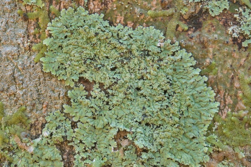 Crocynia Lichen photo 5