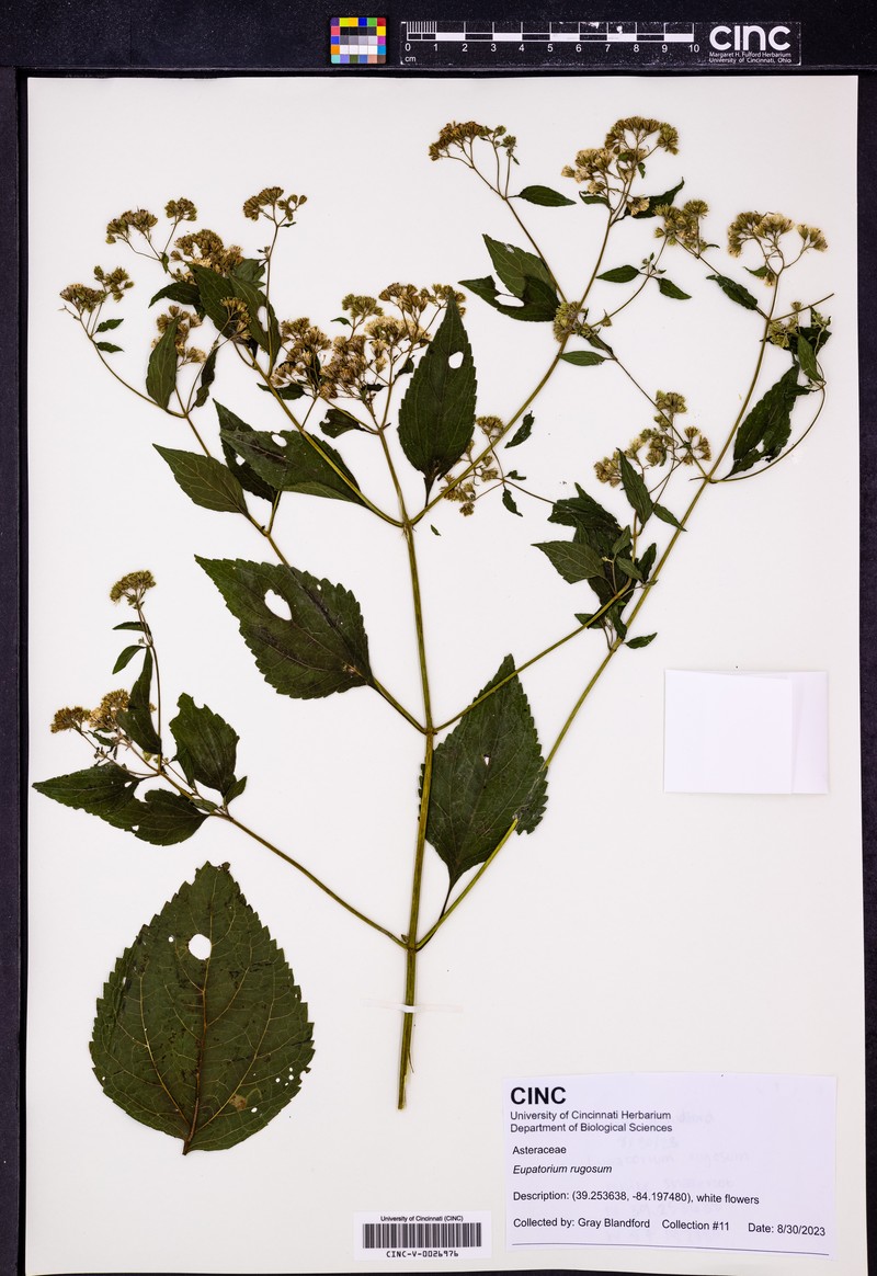 Cronquistianthus bulliferus