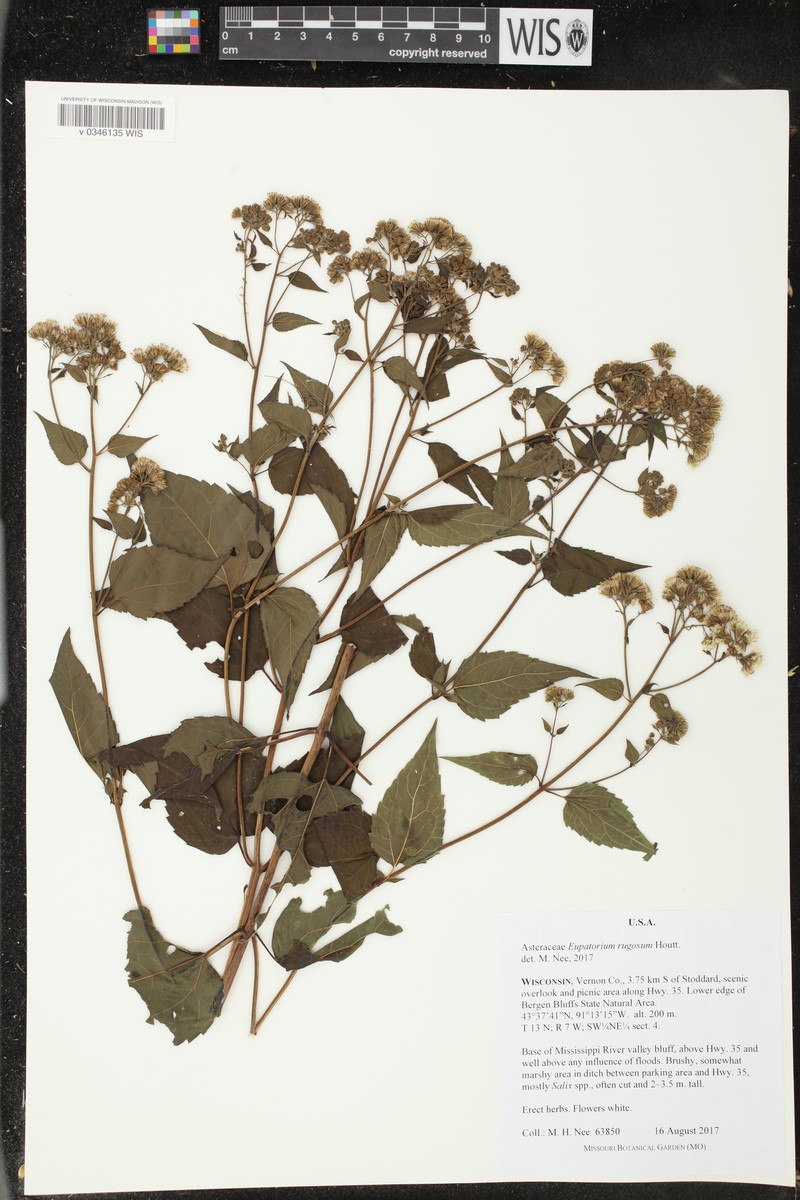 Cronquistianthus bulliferus photo 2