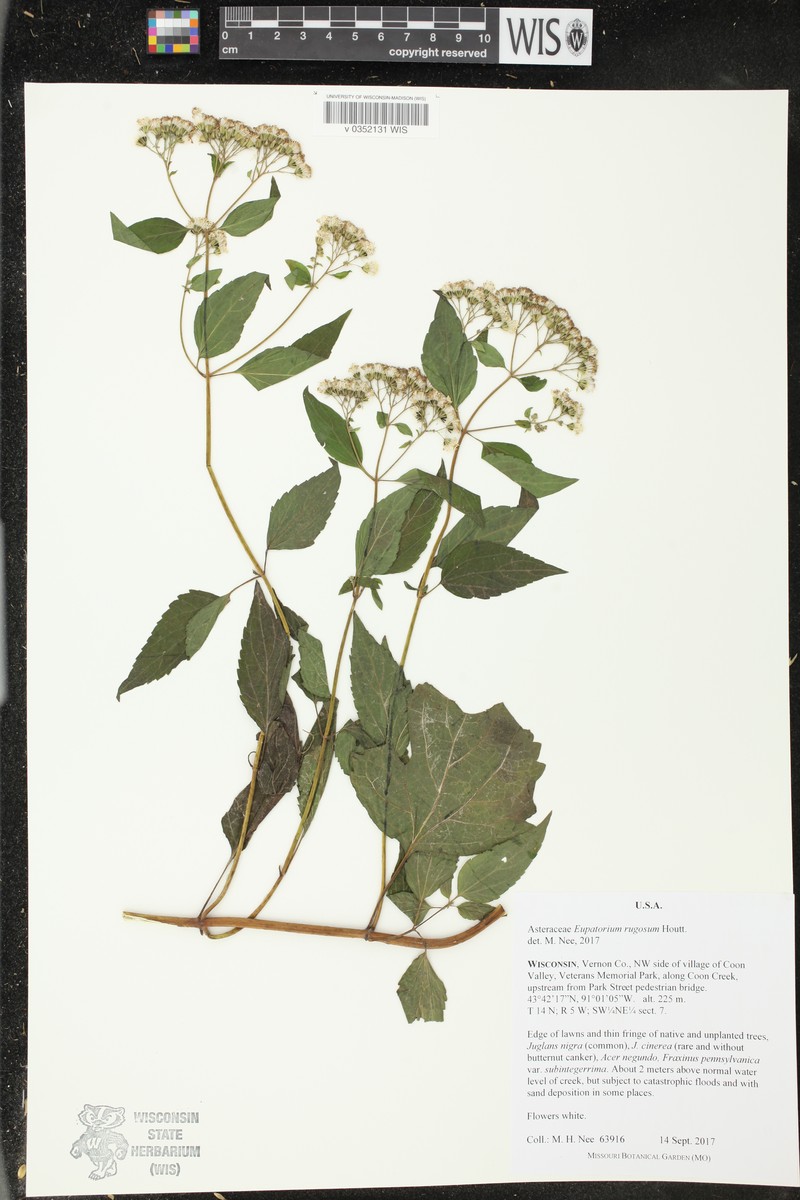 Cronquistianthus bulliferus photo 3