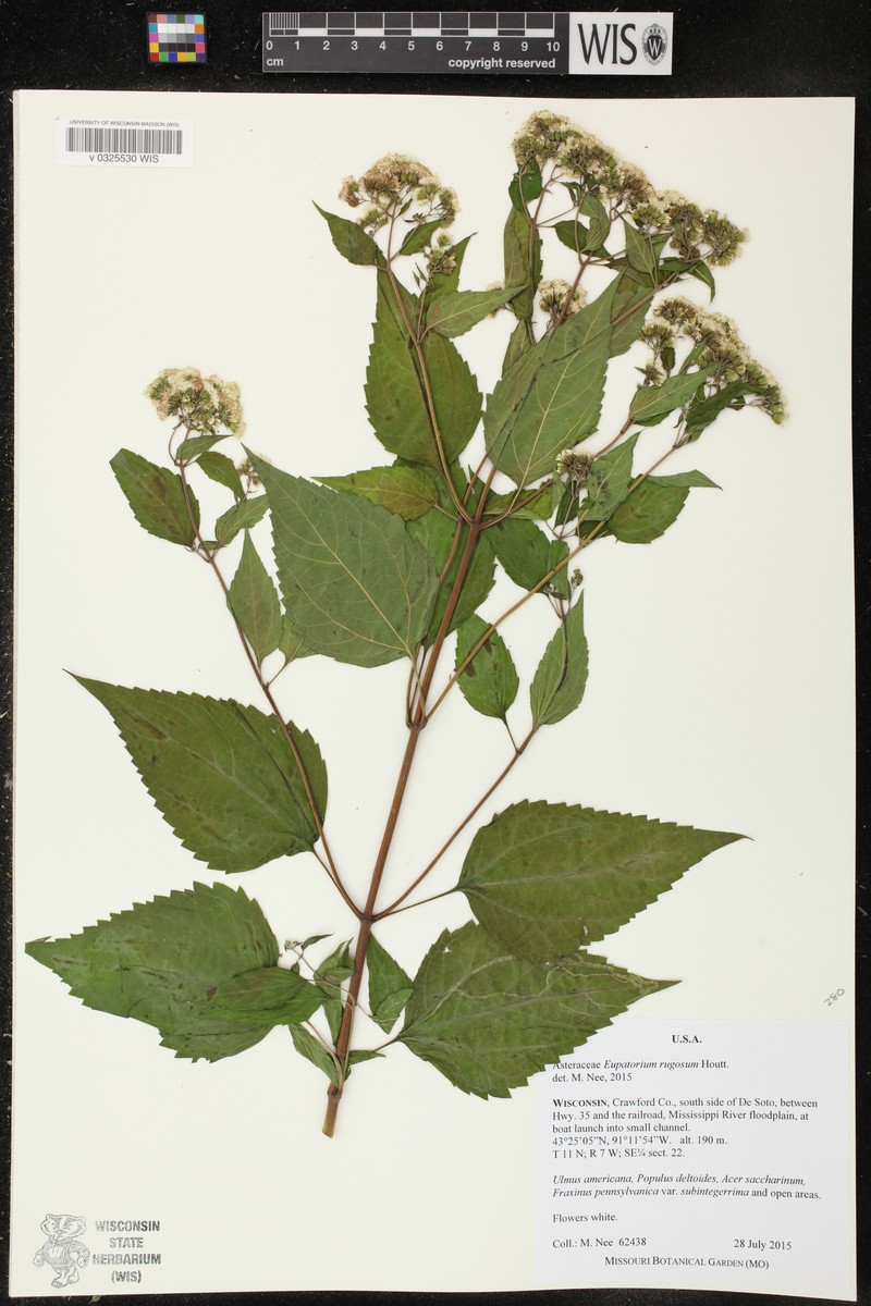 Cronquistianthus bulliferus photo 4