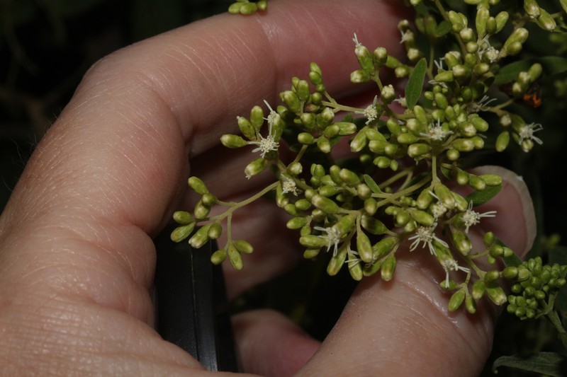 Cronquistianthus chachapoyensis